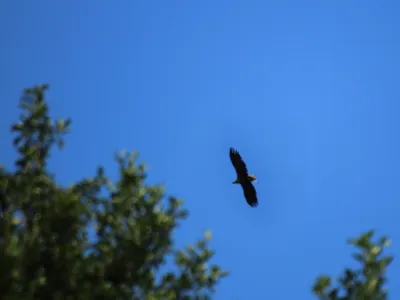 An einem blauen Himmel ist die Silhouette eines Seeadlers zu erkennen. Die Schwanzfedern sind wei&szlig;, der restliche Vogel wirkt schwarz.